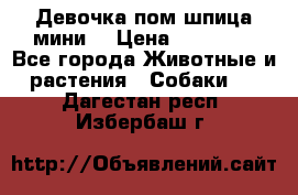 Девочка пом шпица мини  › Цена ­ 30 000 - Все города Животные и растения » Собаки   . Дагестан респ.,Избербаш г.